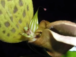 Bild von Bulbophyllum ornithorhynchus 4